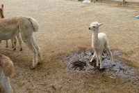 20110721-2_alpaca.jpg