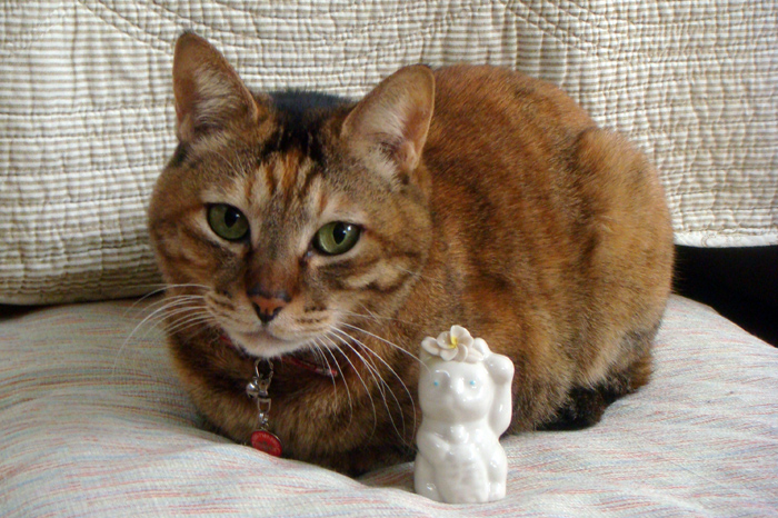 http://tamionet.com/blog/image/20110210-1_hawaii-cat.jpg
