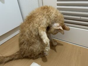 アポロ君をシャンプー！